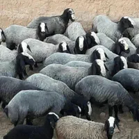 میش ابستن گوسفند دوقلو deroee بره نر ماده ژن قوچ|حیوانات مزرعه|اردکان, |دیوار