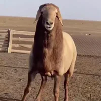 نظام آباد نارمک سیدخندان پاسداران گوسفند زنده.