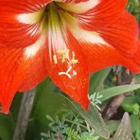 گل و‌گیاه طبیعی