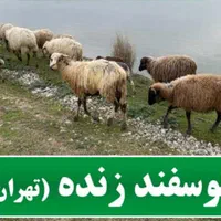 بره و قوچ گوشتی تمام مناطق تهران شمال غرب