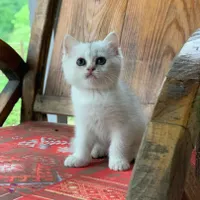 گربهٔ با اصالت