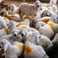 دام زنده شهرداری پخش شمال غرب تهران|حیوانات مزرعه|تهران, خرمشهر|دیوار