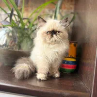 گربه های نژاد دار پرشین، بریتیش، اسکاتیش|گربه|تهران, قیطریه|دیوار