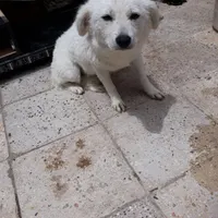 سگ گم شوده