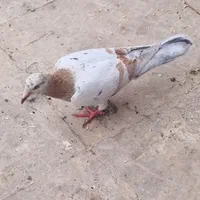 پرنده