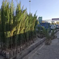 بادمهای مختلف  و تونو ازر  مامای و