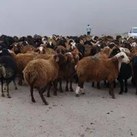 فروش گوسفند زنده شبانروز باارسال حضوری و غیرحضوری|حیوانات مزرعه|کرج, شهرک یاس جنوبی|دیوار