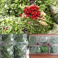 سبزی خوردن پاک شده آماده