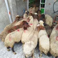 میش شیشک برهنر- ماده کشتاری|حیوانات مزرعه|بروجرد, |دیوار