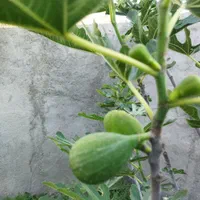 ۴۸۸ متر سند تک برگ مسکونی 6دانگ در کوهک|فروش زمین و ملک کلنگی|تهران, کوهک|دیوار
