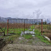 زمین۸۰۰۰متر مناسب برای کاشت کیوی تالش چلونصر