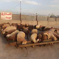 گوسفند زنده سید|حیوانات مزرعه|باقرشهر, |دیوار