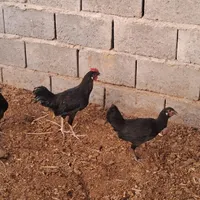 مرغ و خروس|حیوانات مزرعه|کهنوج, |دیوار