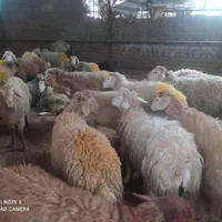 گوسفند زنده درب منزل با قصاب 24ساعته جایگاه رسمی