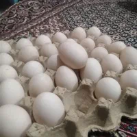 تخم اردک اسرایلی نطفه دار