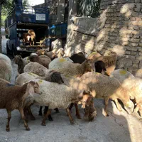 فروش گوسفند زنده بره چاق طهران شبانه روزی|حیوانات مزرعه|تهران, خانی آباد نو جنوبی|دیوار