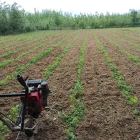 گل کاری.علف تراشی.شخم.فروش و کاشت درخت.نصب فنس|خدمات باغبانی و درختکاری|لاهیجان, آهندان|دیوار