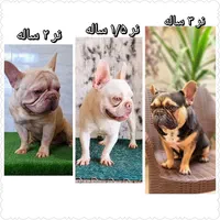 فرنچ بولداگ رنگ خاص|سگ|تهران, نارمک|دیوار