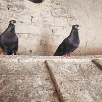 گبوتر صرب درجه یک|پرنده|بندر گناوه, |دیوار