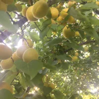 خونه باغ ثمری ۲۱۰۰ درگنجه ای قابل معاوضه فروش فوری|فروش زمین و ملک کلنگی|یاسوج, |دیوار