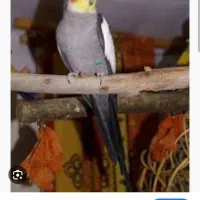 گمشدگان