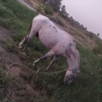 فروش اسب نریان3/4ساله