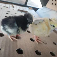 ++جوجه رنگی جوجه محلی کاکلی|حیوانات مزرعه|میانه, |دیوار