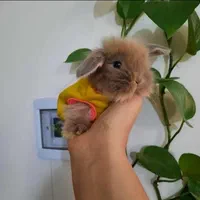 خرگوش لوپ مینیاتوری