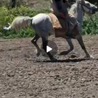 اسب نر شیش سال