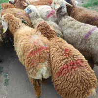 دام زنده در البرز ارسال با قصاب دهقان|حیوانات مزرعه|کرج, عظیمیه|دیوار