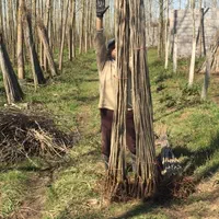 نهال صنوبر|خدمات باغبانی و درختکاری|رشت, نیروی دریایی|دیوار