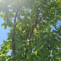 باغشهری ۱۰۰۰متری کوهمره سرخی|فروش خانه و ویلا|شیراز, محمدیه|دیوار