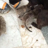 بچه گربه
