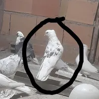 کبوتر گمشده