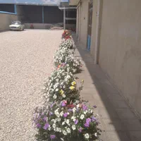 قالیشویی منظم|خدمات نظافت|همدان, |دیوار