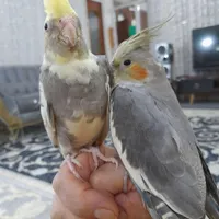 عروس هلندی نرو ماده زیبا ودستی|پرنده|بروجرد, |دیوار
