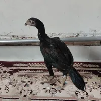 جوجه خروس مشگی|حیوانات مزرعه|مشگین شهر, |دیوار
