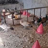 طاووس مصری و هندی جوان فروش محدود
