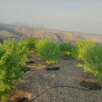 باغ بادام ،مزرعه فدک، آب پمپاژ، سند دار|فروش دفتر صنعتی، کشاورزی، تجاری|اصفهان, آبشار|دیوار