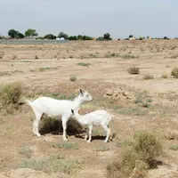 بز سانن جوان|حیوانات مزرعه|تربت جام, میان جام|دیوار