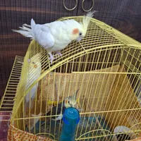 عروس‌هلندی
