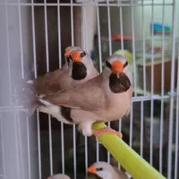 فنچ کرواتی شکلاتی و آلبینو (سفید )