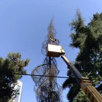 هرس قطع درخت برش درخت هرس خریدار چوب|خدمات باغبانی و درختکاری|تهران, ارم|دیوار