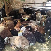 دشت مغانی گوسفند سراب ونژاد کردستانی زنده|حیوانات مزرعه|تهران, اوین|دیوار