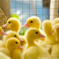 جوجه اردک پکنی گوشتی|حیوانات مزرعه|مشهد, امام رضا (ع)|دیوار