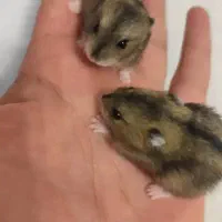 تخفیف بلک فرایدی ۴ روز تا پایان همستر کمپل و سوری|موش و خرگوش|ایلام, |دیوار