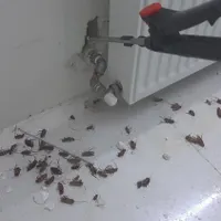 سمپاشی تضمینی سوسک موش ساس سم کک کنه سم پاشی ...|خدمات نظافت|کرج, مارلیک|دیوار