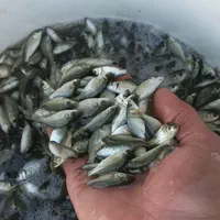 بچه ماهی گرمابی