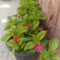 نازگل|گل و گیاه طبیعی|الوند, |دیوار