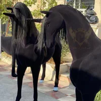 مجسمه تندیس آبنما اسب فایبرگلاس حوض نیمکت بتنی|فروشگاه و مغازه|تهران, شهرک دانشگاه|دیوار